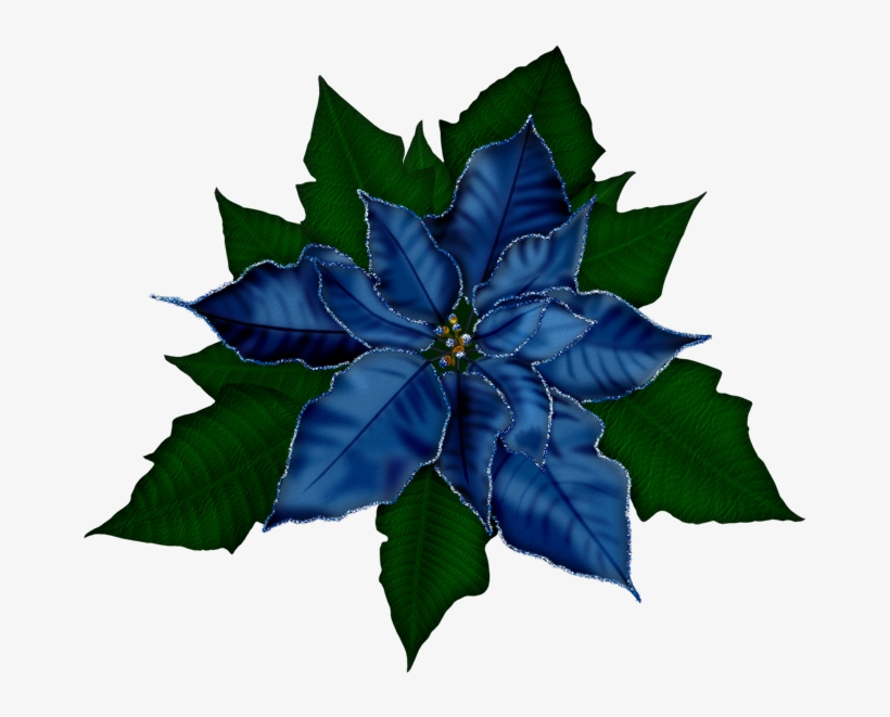 Christmas Flowers - Poinsettia .png, transparent png