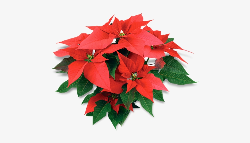 Explore Christmas Flowers, Winter Christmas, And More - Poinsettias Transparent Background, transparent png