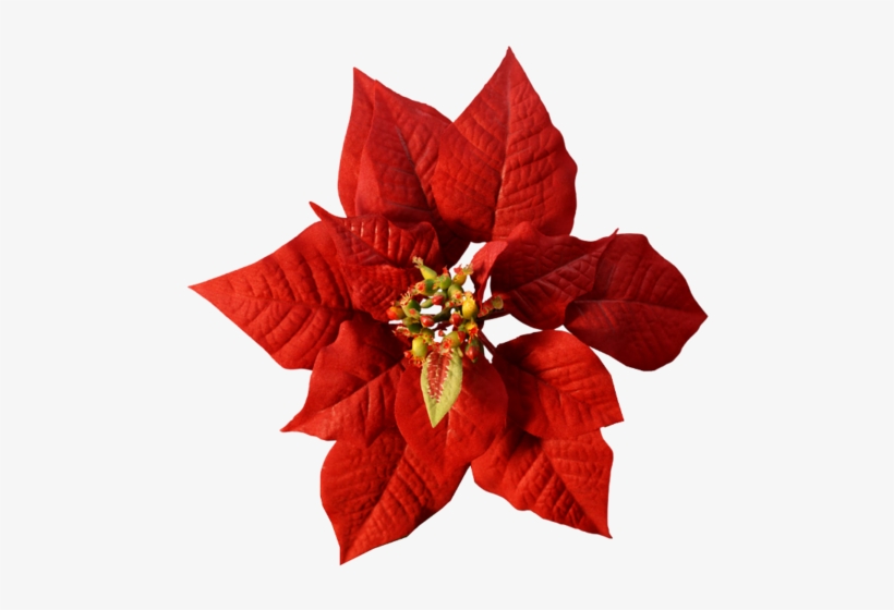 Christmas Flowers Poinsettia - Various Artists / Christmas Panpipe, transparent png