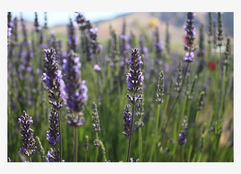 Culinary Lavender - Culinary Arts, transparent png