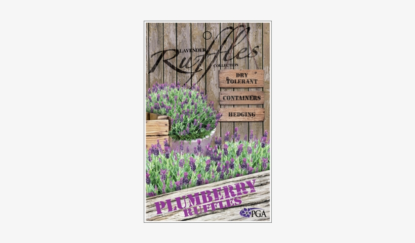 Find A Supplier - Aubretia, transparent png