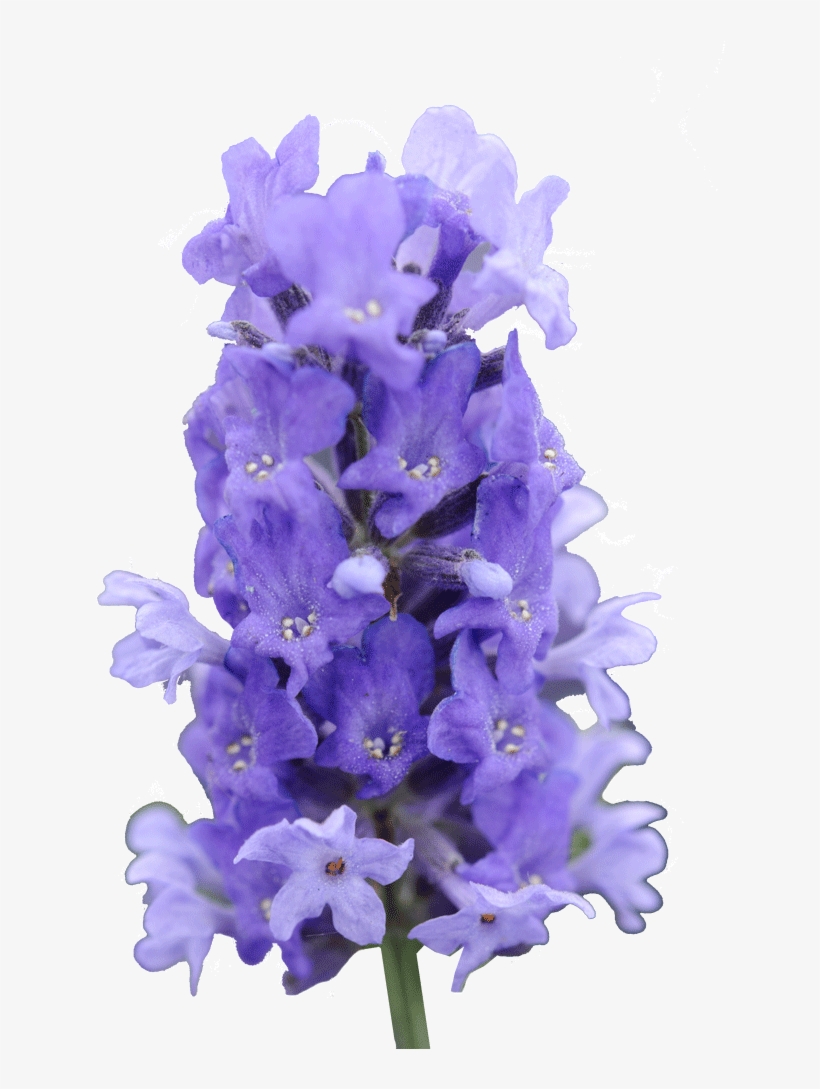 Cut Out 1024x1024 Lavender, transparent png