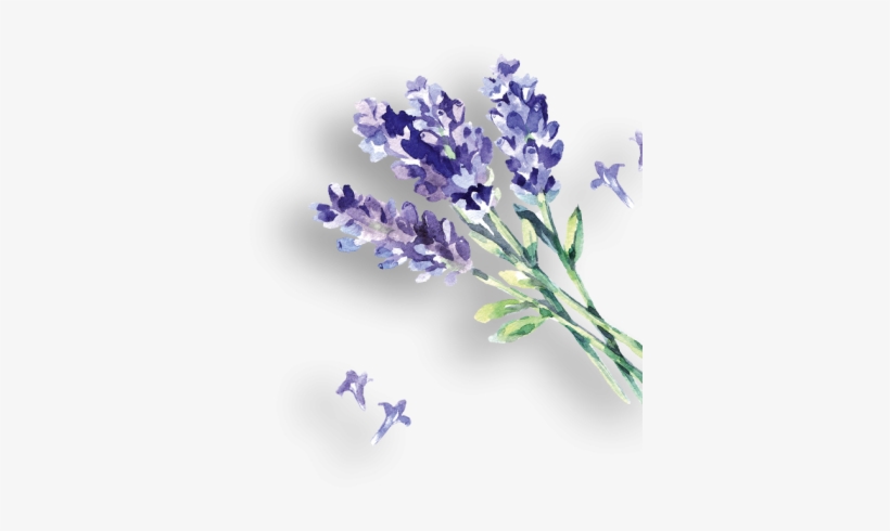 D Lavendelsprizz Rechts - English Lavender, transparent png