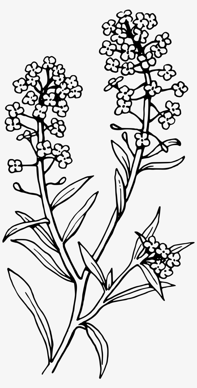 28 Collection Of Lavender Clipart Black And White High - Black And White Lavender Clip Art, transparent png