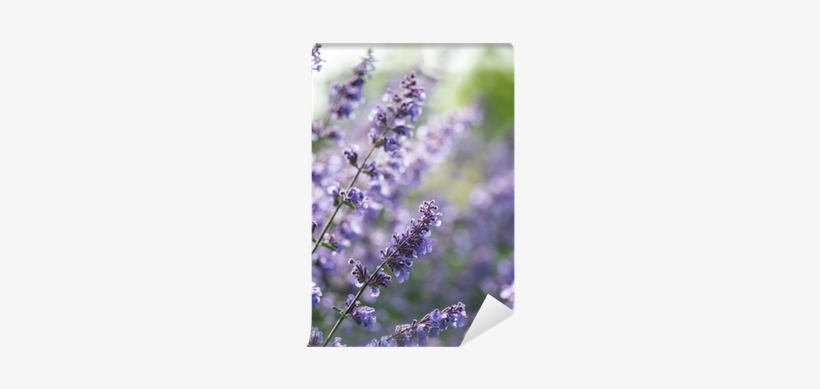 Close Up Image Of Wild Lavender Plant Landscape With - Photography, transparent png