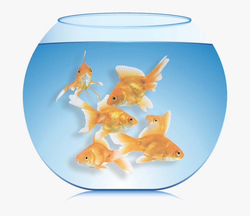 The More Fish You Put Into The Aquarium, The Less Time - Fish, transparent png