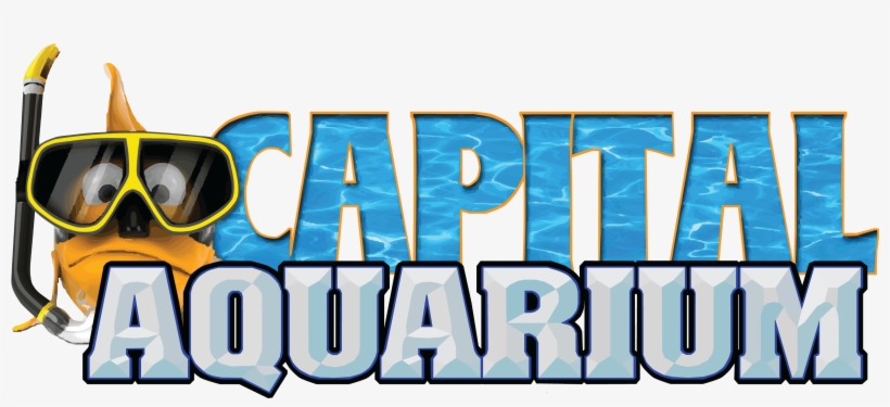 Best Aquarium Maintenance Companies Innorthern Va - Aquarium, transparent png