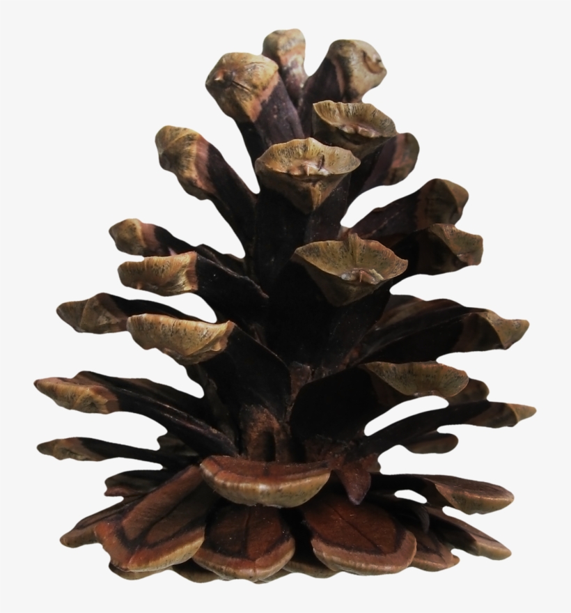 0 Bfe12 Db98437d Orig - Western Yellow Pine, transparent png