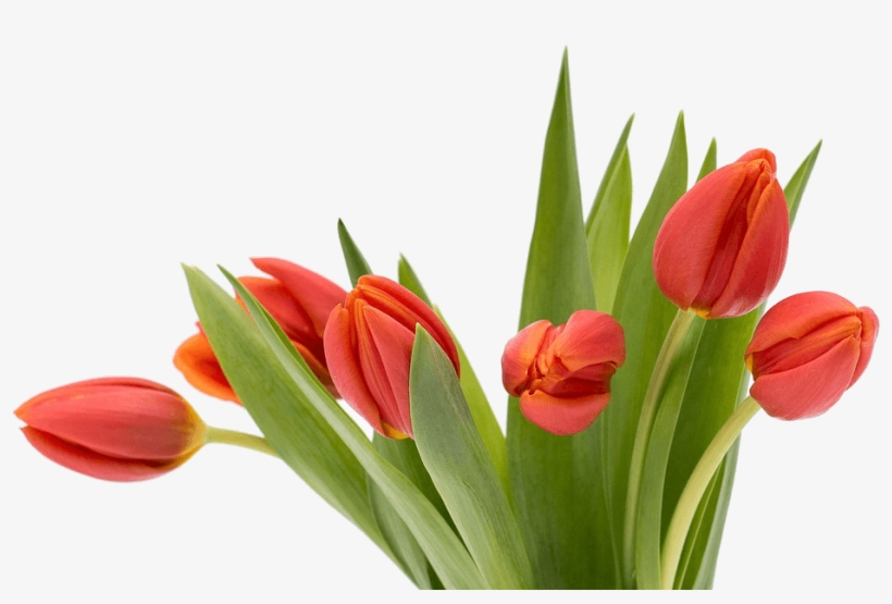 Flower, transparent png