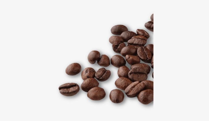 Conócenos - Cafe Semilla Png, transparent png