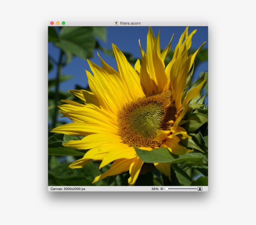 Screen Shot 2015 05 07 At - Flower, transparent png