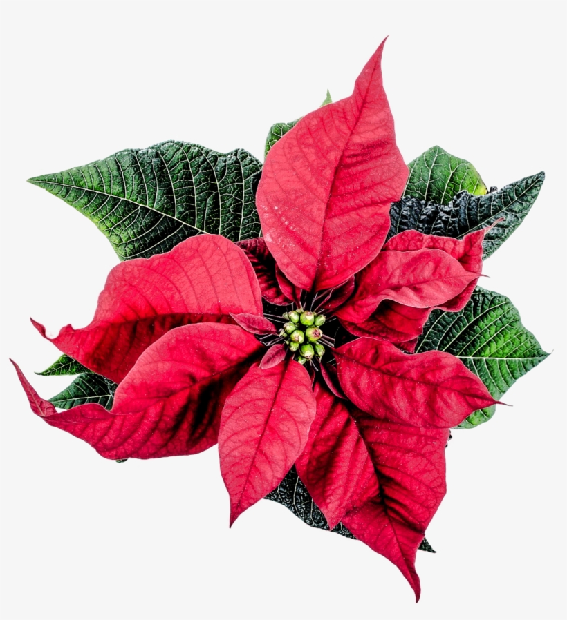 Cadi Murphy's Gift Epic John Eldredge - Christmas Flower Png, transparent png