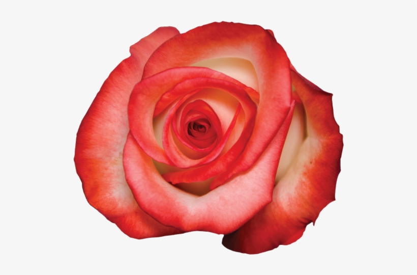 Blushing, transparent png