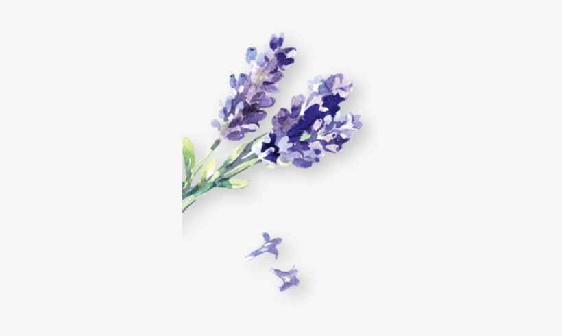 Lavendel Links - English Lavender, transparent png