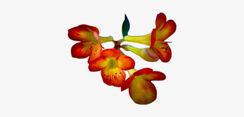 Click And Drag To Re-position The Image, If Desired - Cattleya, transparent png