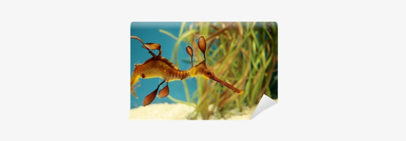 Waterworld Wall Calendar By Tushita Publishing, transparent png