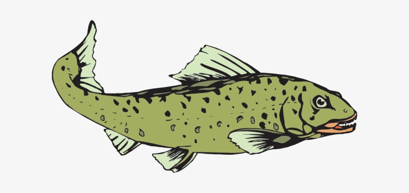 Salmon, transparent png