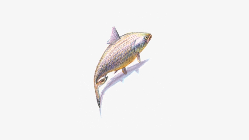 Hilsa Is A Fast Swimmer - Coregonus Lavaretus, transparent png