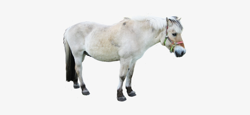 White Horse Png White Horse Clipart Clipart Of Small - Grey Horse Transparent Clipart, transparent png