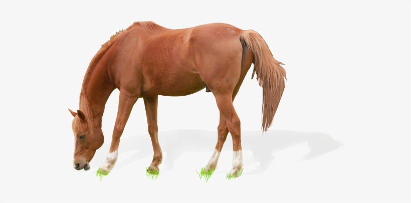Horse Grazing On The Meadow - Horse Grazing Transparent, transparent png