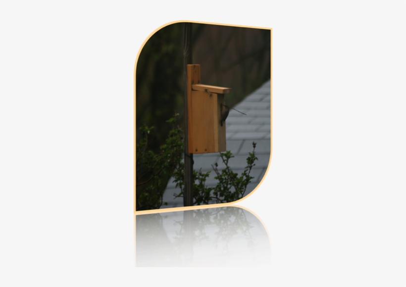Plywood, transparent png