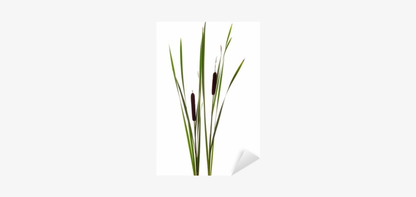 Cattails Sticker • Pixers® • We Live To Change - Cattail, transparent png