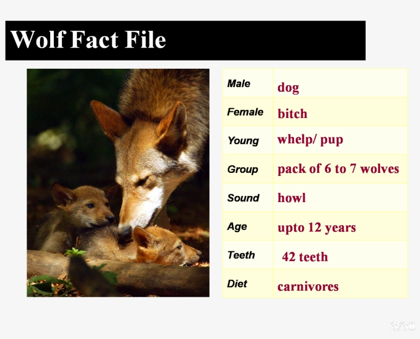 Howling Is One Way Wolves “talk” To Each Other, transparent png