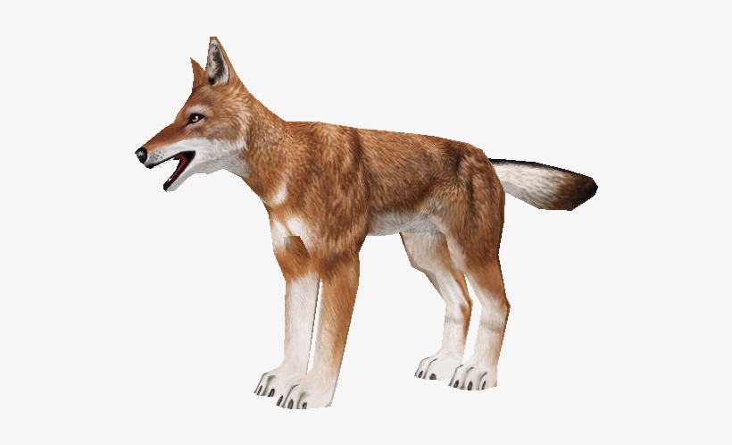 Download Zip Archive - Zoo Tycoon 2 Ethiopian Wolf, transparent png