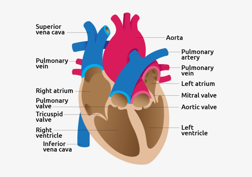 Detail Image Of Human Heart - Heart In Detail, transparent png