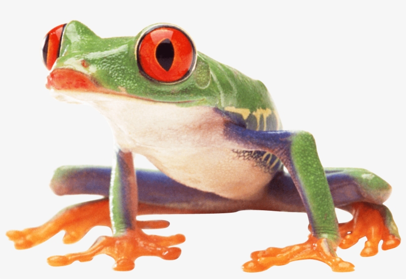 Clown Frog Sideview - Frog Png, transparent png