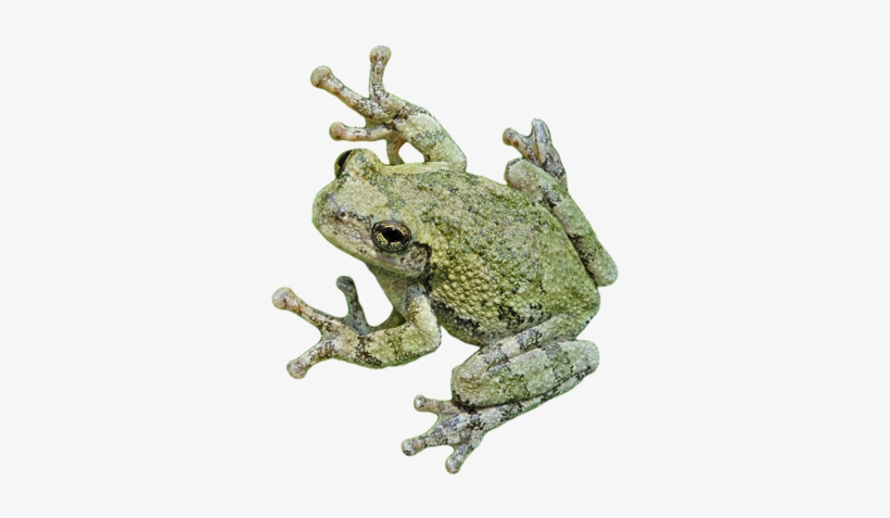 Frogs - Eastern Spadefoot, transparent png