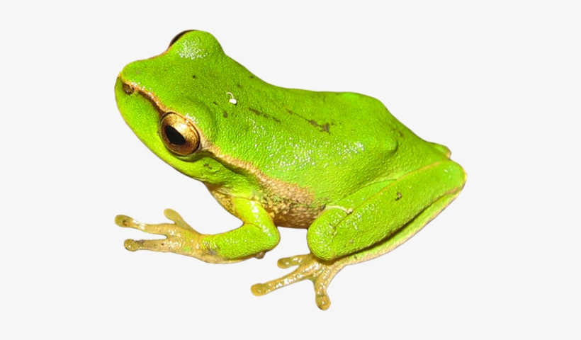 Save The Frogs Day - Animal, transparent png