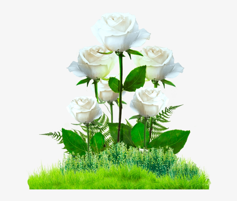 Jardin De Rosas Png, transparent png