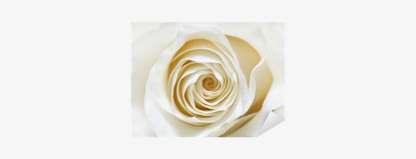 White Rose Oversized Gallery Wrapped Canvas, transparent png