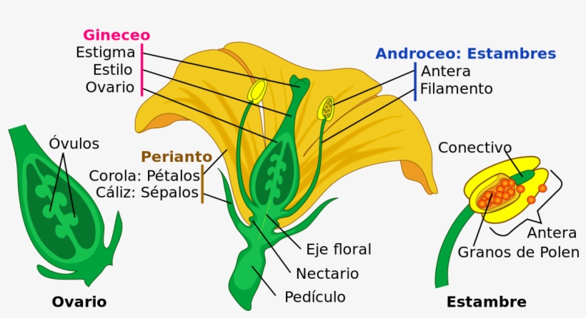 Perianto Da Flor, transparent png
