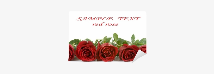 Red Or White Roses Border, transparent png