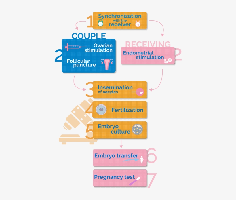 Fases Del Método Ropa - Preparacion Endometrial Para Transferencia De Embriones, transparent png