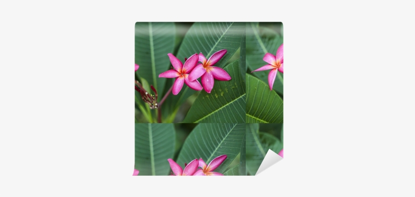 Frangipani, transparent png