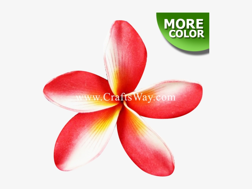 Foam Plumeria Type E - Frangipani, transparent png