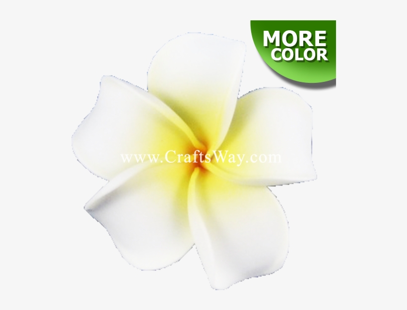 Foam Plumeria Type F - Frangipani, transparent png