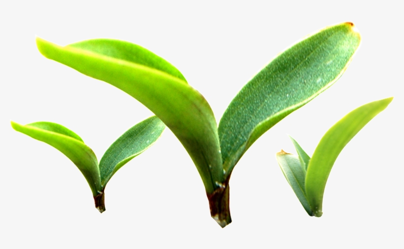 Three Buds Sprouting Plants Transparent Plant Vector - Portable Network Graphics, transparent png