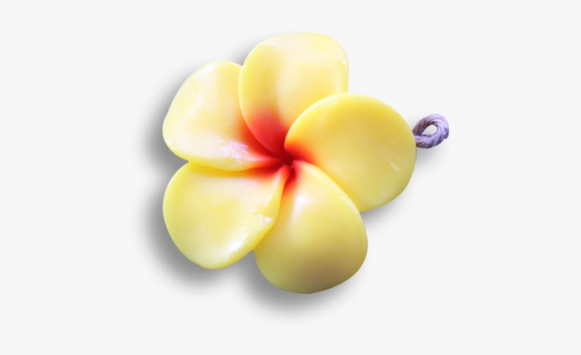 Yellow Frangipani - Frangipani, transparent png