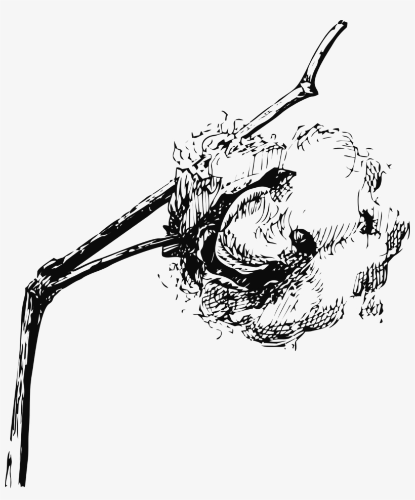 Cotton,cotton Vector Graphics - Cotton Plant Drawing, transparent png