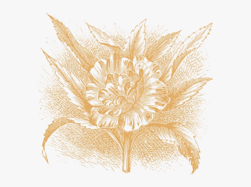 35 Plant & Flower Illustrations Vol - Illustration, transparent png