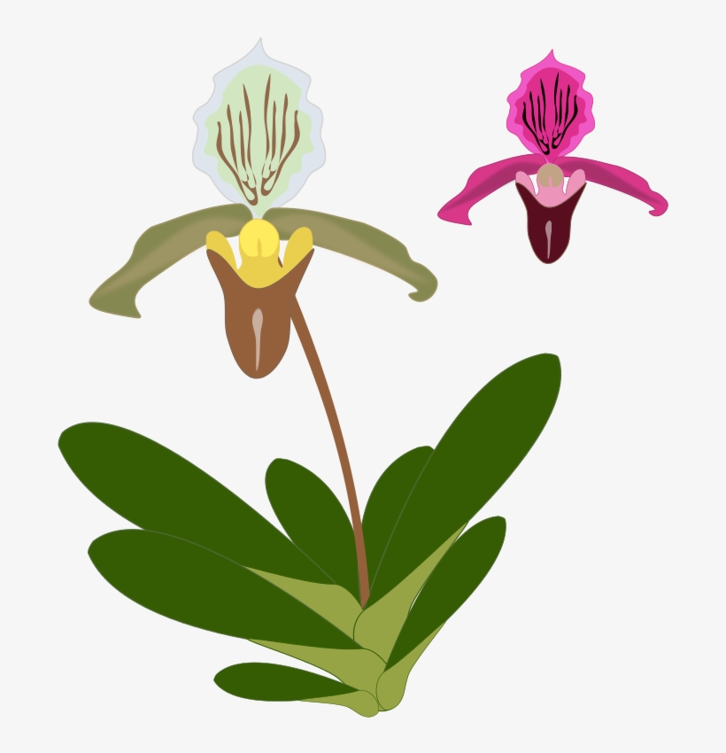 Plant Pink Garden Free Paphiopedilum - Pdf Paphiopedilum, transparent png