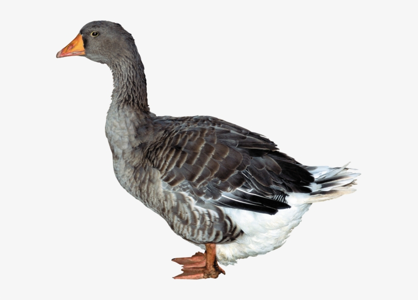 Duck Png Free Download - Утка Png, transparent png