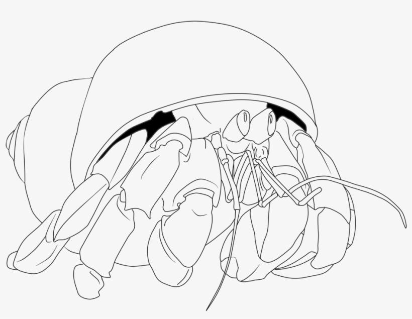 Bring You The Highest Quality A Hermit Crab In Shell - Coloring Book, transparent png