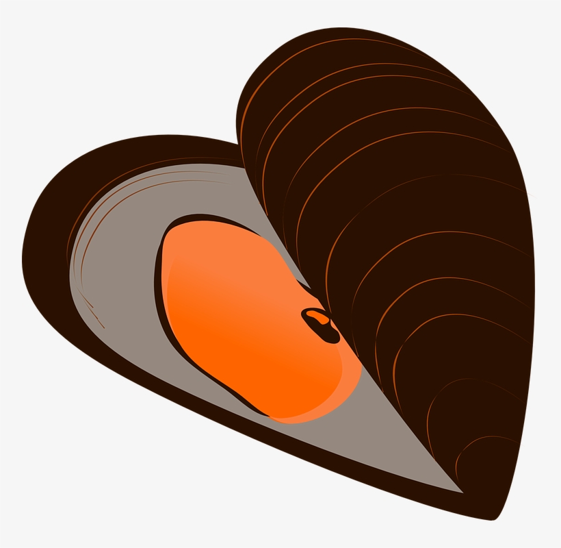 Clam Shell Png Download - Mussel Clipart, transparent png