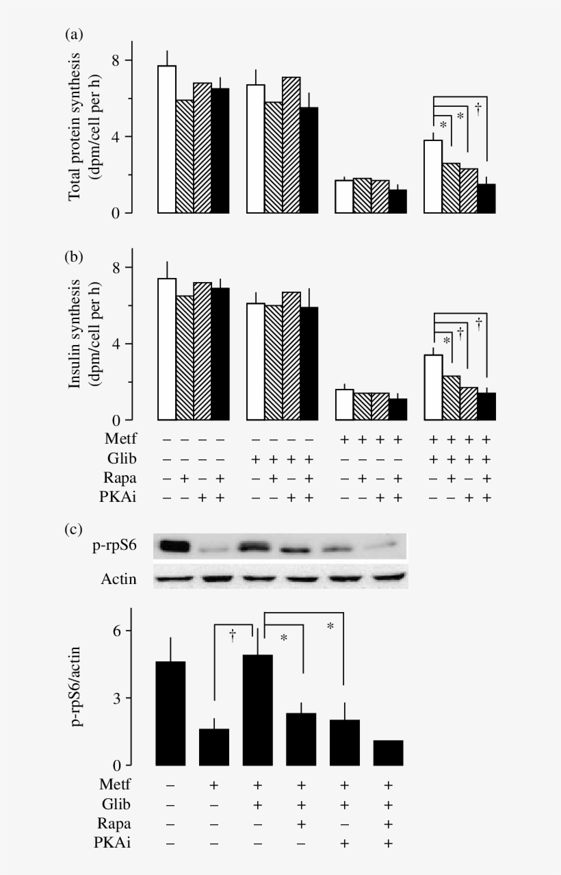 Effects Of Mtor And Pka Inhibitors On Glibenclamide - Glibenclamide, transparent png