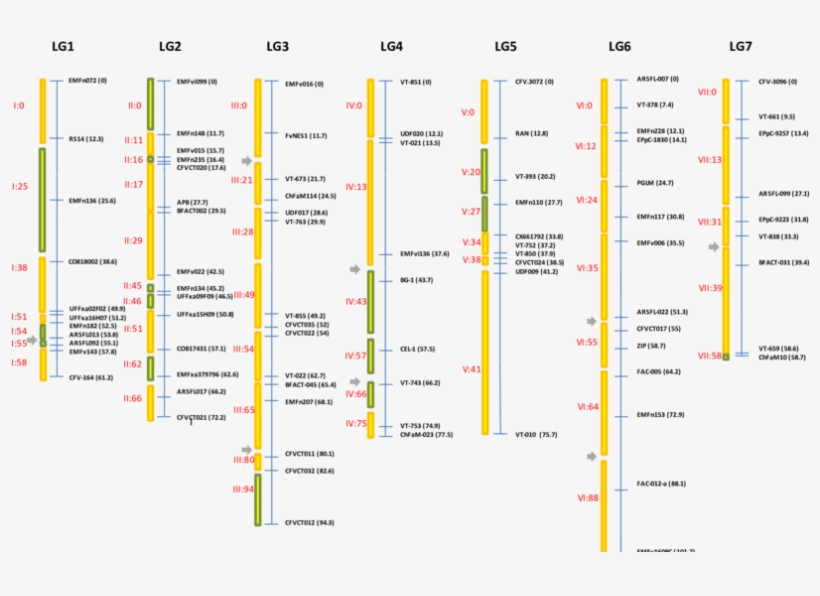 Distribución De Los Bins En Los Grupos De Ligamiento, - Diagram, transparent png